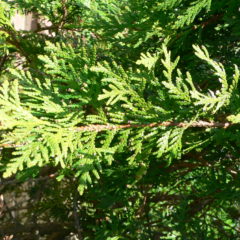 Levensboom Thuja occidentalis Smaragd